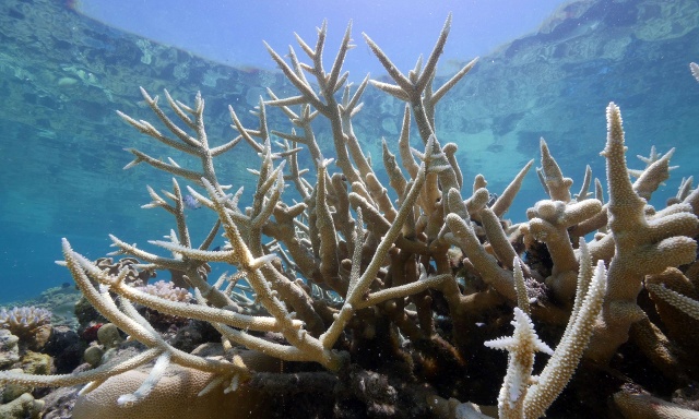 Hàng trăm km san hô ở Great Barrier Reef bị tẩy trắng. Ảnh: Guardian.