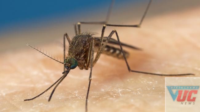 Sự bùng phát của những đàn muỗi làm dấy lên lo ngại về dịch bệnh truyền nhiễm toàn bang.