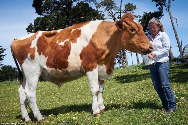 Big Moo hiện đang được nuôi ở trang trại của bà Joanne Vine. Theo bà Joanne, Big Moo nặng hơn một tấn. (Nguồn: Caters News Agency)