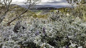 Supplied image of summer snow seen in Mount Hotham in the Victorian Alps, Friday, Dec. 9, 2016. It may be the second week of December but snow dusted trees on Mount Hotham on Friday with an overnight low of -2.4C recorded just after 8am. Melbourne is inching towards a predicted top of 17C which is seven degrees lower than the December average. (AAP Image/Mount Hotham, Karl Gray) NO ARCHIVING, EDITORIAL USE ONLY